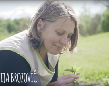 Mercator – We love local